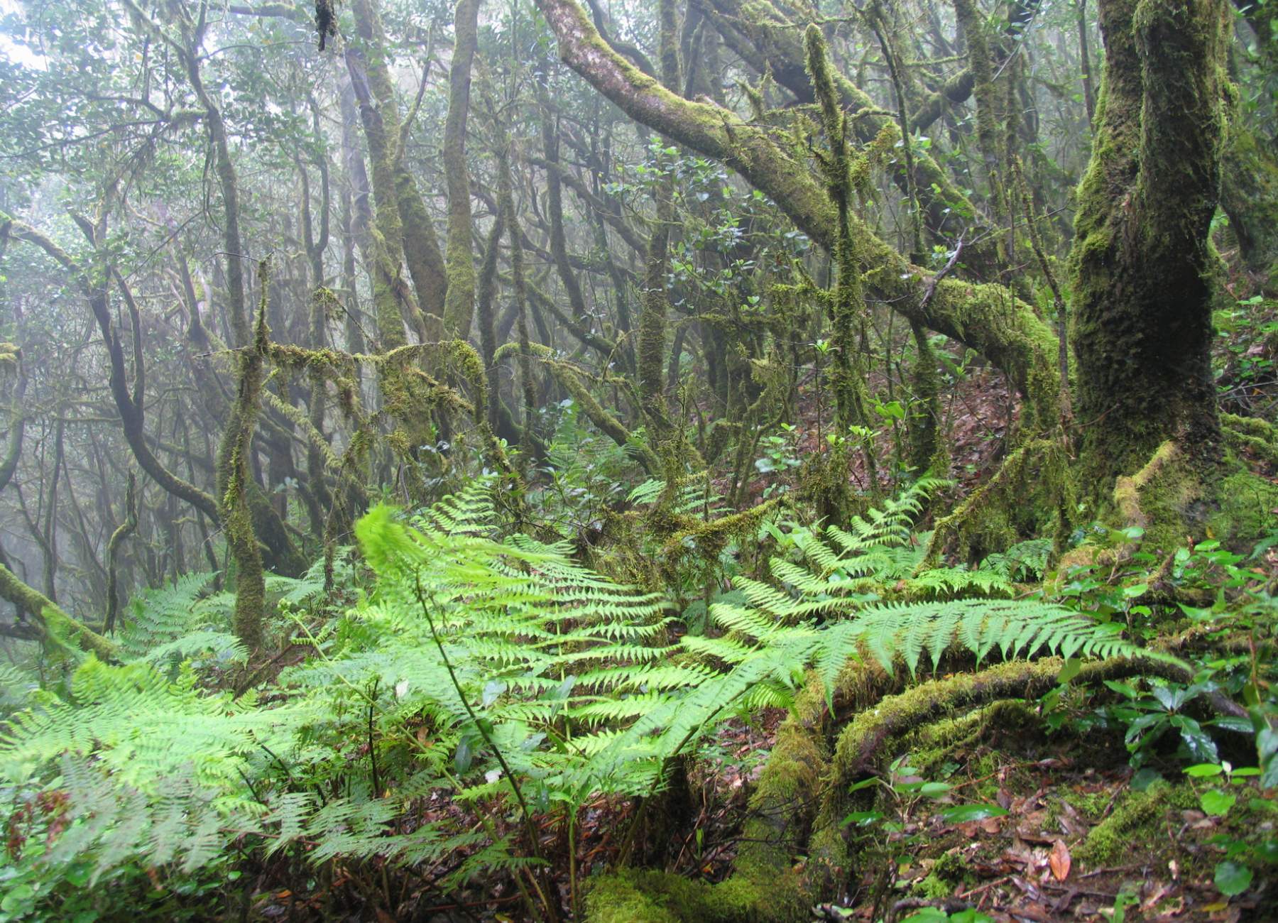 El Parque Nacional de La Gomera