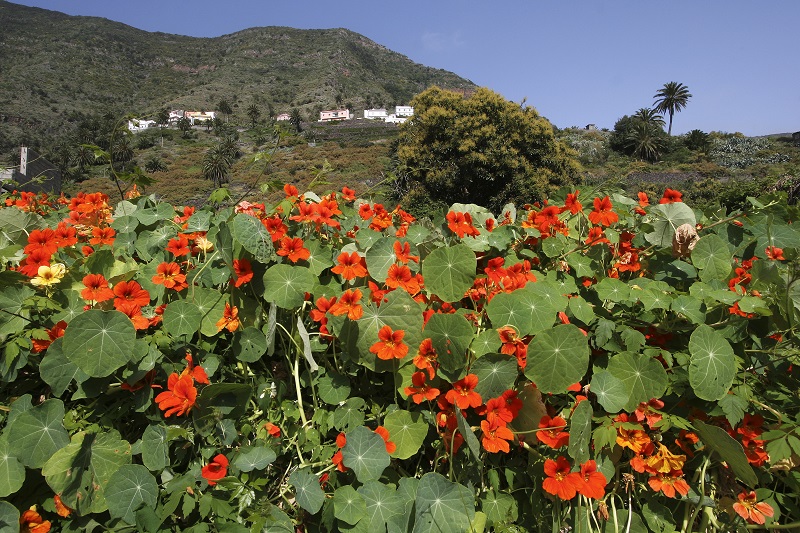 der-norden-la-gomera-hermigua.jpg